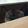 わんこそば