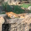 ぺん