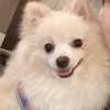 おもち