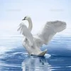 しらとり