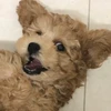 レオ