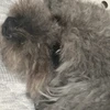 ぴぴ