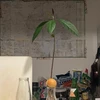 userQf1SS6T1l6Y