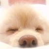 わこ