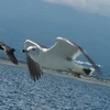 みつとし