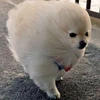 か