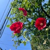 小野未練