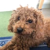 あしの食堂