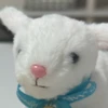 乙女は悪くない