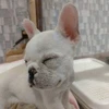 Tボーイ