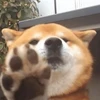 みつ