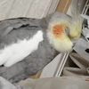 さるやん