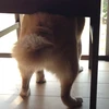 Tomo