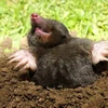 もぐら