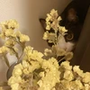 saepi