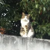 こすみ