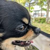 澄千代