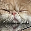 ルーク