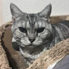 てしこ