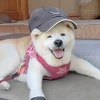 怪獣のバラード