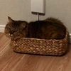 まき