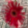 こ