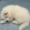 にゃん太ろー