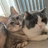 ぴ