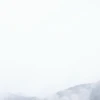 白樺