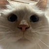 メグ