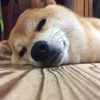 souyu