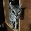 ノラ貓