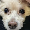ぽよん