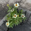 みきお