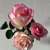 annerose