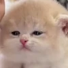 ぼにゃーる