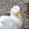 アヒル