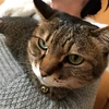 てっとん