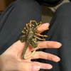 Dr医学