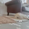 ぽむぽむ