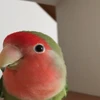 インコマン