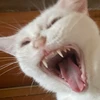 アヒのジョン