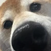 ちゃま