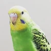 onoeri