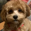 Layla