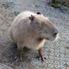 げんき