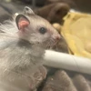 れぐお