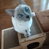 つくも
