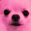 YY