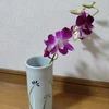 Ts
